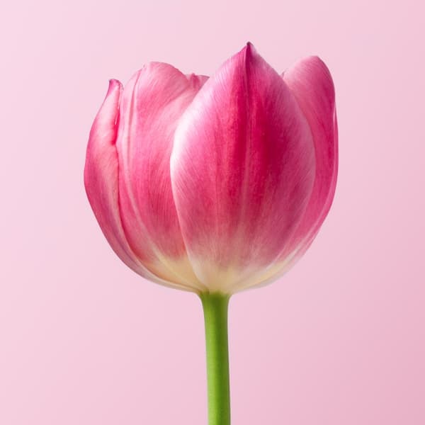 Bloom Subscription